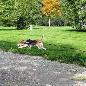 Bild von Küstenwolf Hundetraining Kiel