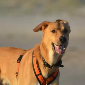 Bild von Küstenwolf Hundetraining Kiel