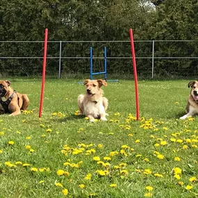 Bild von Küstenwolf Hundetraining Kiel