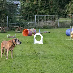 Bild von Küstenwolf Hundetraining Kiel