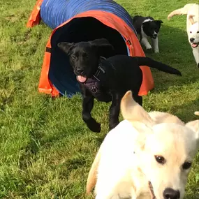 Bild von Küstenwolf Hundetraining Kiel