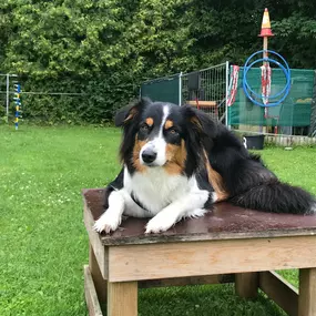 Bild von Küstenwolf Hundetraining Kiel