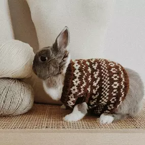 Hello friends, meet Marzia ???? 
Her person has left for college and I’m in charge of care, feeding… and wardrobe. I mean, every bunny needs a sweater, right? Thank you @thepetiteknitter for such an adorable pattern!