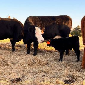 Happy National Agriculture Week!!
This week we will be posting local businesses in our stories to spotlight members of our community!