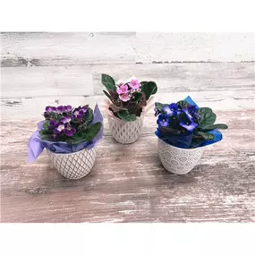 African Violets have been a fan-favorite for decades! These traditional bloomers love bright-indirect sunlight or partial shade, and bloom year-round! This makes the perfect gift for any occasion! Bloom color may vary based on availability.