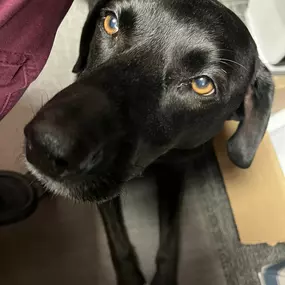 When it’s thundering and hailing outside and your little office mascot is scared…I guess he has earned the right to sit underneath me!   Poor little guy…. Dumb ND weather!