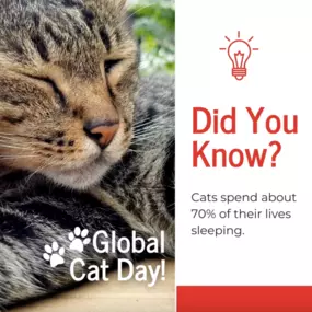 Did you know cats spend 70% of their lives sleeping? ???? In honor of Global Cat Day, it’s the perfect time to review your pet insurance! Whether they’re lounging or leaping, we’ve got coverage options to keep them safe. Contact us today! ????