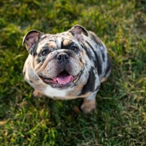 Most of you already know this, but we have a few gals in our office who are animal lovers with multiple pets. 
Happy National Pet Day!