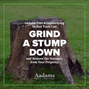 #1 tree arborist, tree removal service, tree trimming, tree pruning, stump grinding, tree service company serving the Kirkland, Bothell, Woodinville, Monroe, Kenmore, Bellevue, and Washington. Aadam’s Tree Service is founded on honesty, integrity. We are highly qualified tree professionals.