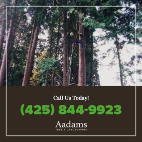 #1 tree arborist, tree removal service, tree trimming, tree pruning, stump grinding, tree service company serving the Kirkland, Bothell, Woodinville, Monroe, Kenmore, Bellevue, and Washington. Aadam’s Tree Service is founded on honesty, integrity. We are highly qualified tree professionals.