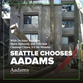 #1 tree arborist, tree removal service, tree trimming, tree pruning, stump grinding, tree service company serving the Kirkland, Bothell, Woodinville, Monroe, Kenmore, Bellevue, and Washington. Aadam’s Tree Service is founded on honesty, integrity. We are highly qualified tree professionals.