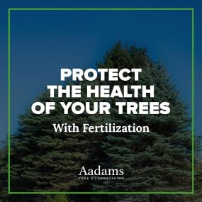 #1 tree arborist, tree removal service, tree trimming, tree pruning, stump grinding, tree service company serving the Kirkland, Bothell, Woodinville, Monroe, Kenmore, Bellevue, and Washington. Aadam’s Tree Service is founded on honesty, integrity. We are highly qualified tree professionals.