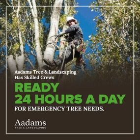 #1 tree arborist, tree removal service, tree trimming, tree pruning, stump grinding, tree service company serving the Kirkland, Bothell, Woodinville, Monroe, Kenmore, Bellevue, and Washington. Aadam’s Tree Service is founded on honesty, integrity. We are highly qualified tree professionals.