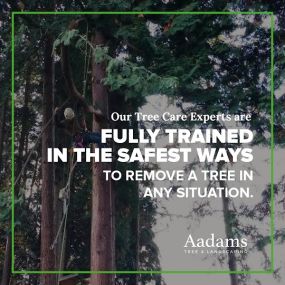 #1 tree arborist, tree removal service, tree trimming, tree pruning, stump grinding, tree service company serving the Kirkland, Bothell, Woodinville, Monroe, Kenmore, Bellevue, and Washington. Aadam’s Tree Service is founded on honesty, integrity. We are highly qualified tree professionals.