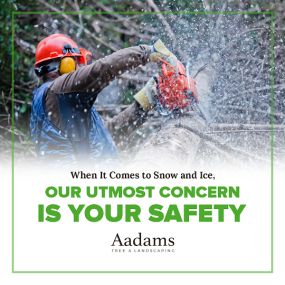 #1 tree arborist, tree removal service, tree trimming, tree pruning, stump grinding, tree service company serving the Kirkland, Bothell, Woodinville, Monroe, Kenmore, Bellevue, and Washington. Aadam’s Tree Service is founded on honesty, integrity. We are highly qualified tree professionals.