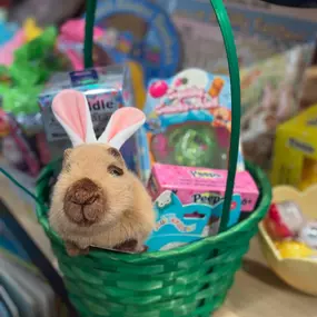 Not sure what to get your kids for Easter? Let us help! We will shop for you, or come on in and find treats yourself! Something for every age! #easter #shoplocal #willistonvt #smallbusiness #toystore #spring