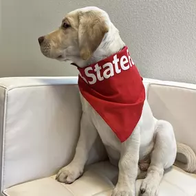 You’re in good ‘paws’ with Christina Rotondo's State Farm office!