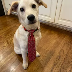 Jonathan Gray - State Farm Agent - Office pet