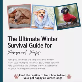 The Ultimate Winter Survival Guide for Pampered Pups! Create a warm space with blankets or a heated bed and keep their coat healthy with pet-safe shampoos and paw balm. Outfit them with weather-ready sweaters and booties, and keep them entertained indoors with puzzles or interactive toys. Want to go further for your dog? Contact us to learn how pet insurance can support their health and happiness year-round.