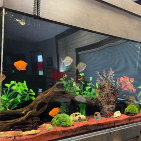 Our tank is full and thriving again!
It’s so nice to have these little beauties to watch.

Swing by and say hello to our new additions!