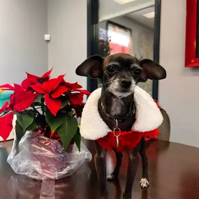 Miss Piper is feeling extra festive today! 
Are you ready for Christmas? I know we are!