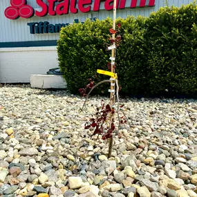 We’re doing our part and planting trees for Earth Day.

We’d love to hear what you’re doing today to help support our environment.

#earthday #statefarm #tiffanyandrewsstatefarm #trees