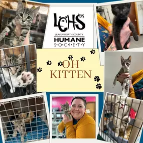 It's National Kitten Day! 
We took a trip to our favorite place last night and let us tell you, Leavenworth County Humane Society, Inc. has THE cutest babies up for adoption right now.