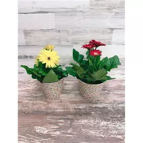 This sun-loving gerbera daisy will make the perfect gift to someone who loves big blooms and bright colors! Send one today! Container and bloom color varies based on local availability.