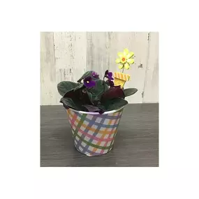 African Violets have been a fan-favorite for decades! These traditional bloomers love bright-indirect sunlight or partial shade, and bloom year-round! This makes the perfect gift for any occasion! Container style & bloom color may vary based on availability.