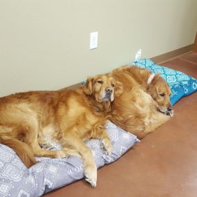 Office pups on their lunch break