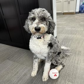 Did you know our office is pet friendly!? Here are just a few of our office pets! ???? #backedbybuckley