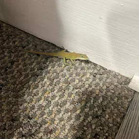 Found this visitor in the office today. Apparently this gecko wants to switch to Allstate!