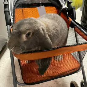 We were happy to provide breakfast for MDHS Teacher Appreciation Week! We enjoyed visiting with the teachers, staff, and administration this morning, showing them how much we love them! We even got to hang out with Everett, the emotional support rabbit!