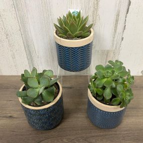 Come shop our 4” succulents! They can be the perfect gift and you can get them with or without a pot! Stop in today!????