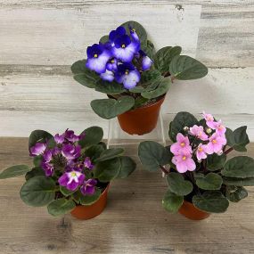 We got a few more African violets in so come get one before they’re gone again! ????