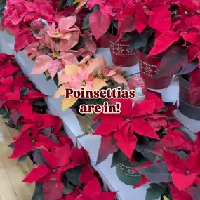 Our poinsettias are in!!! We have decorated ones that have the perfect add ons! Stop by to grab one for a friend or for yourself!!❤️