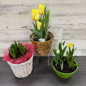 We have tulip bulbs and mixed bulb gardens for sale! These can be planted outside after they are done being enjoyed inside! ????