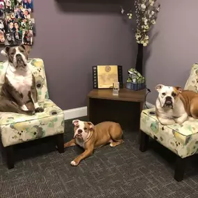 Our office pups