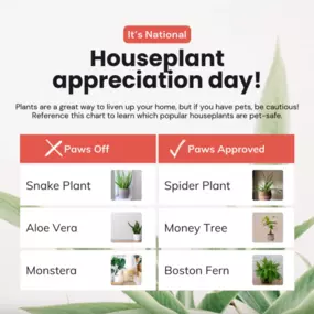 Decorating with pet-safe plants keeps your home vibrant and your pets healthy. ???????? For those moments when curiosity strikes, pet insurance can help ensure they’re well cared for. Contact us today to learn more about your pet's options!