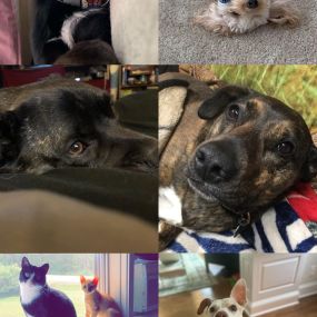 Happy National Pet Day!! ???? ♥️

Whether you’ve got a playful pup, cuddly cat, a scaly or feathered friend, give them some extra love and treats today!

Here is a collage of our office families’ fur babies.