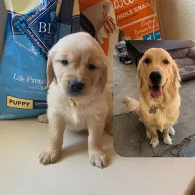 They grow up so fast—good thing we’ve got coverage that grows with them! Happy National Puppy Day from our team and our pups, past and present. Ask us about pet medical insurance—because every good boy (and girl) deserves great protection