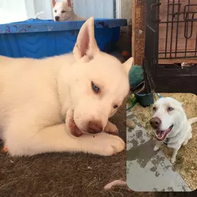 They grow up so fast—good thing we’ve got coverage that grows with them! Happy National Puppy Day from our team and our pups, past and present. Ask us about pet medical insurance—because every good boy (and girl) deserves great protection