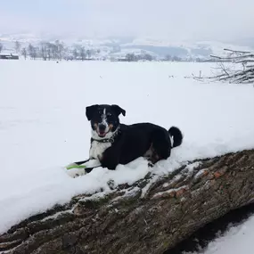 Frässeggä, für Hund & Katz