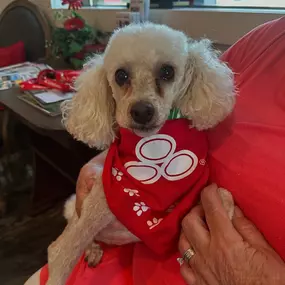 Did you know we can insure your fur baby? Call us for a free pet insurance quote today!