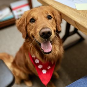 We love an office dog!