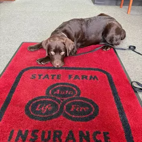 Our office greeter takes his job very seriously. Stop by for a quote—and maybe a tail wag or two. We’re here for your auto, home, and life insurance needs (with a little extra fluff on the side).