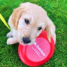 We hear if you throw our frisbee, it comes back with better coverage! Happy International Dog Day from your local State Farm office!