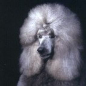 Bild von Mithril Standard Poodles