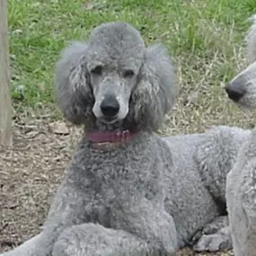 Bild von Mithril Standard Poodles