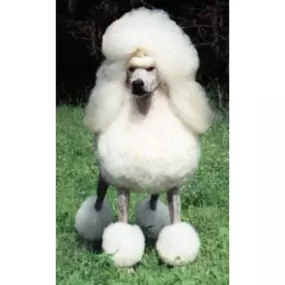 Bild von Mithril Standard Poodles